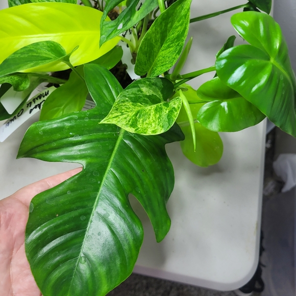 Starter plants nice selection of 7 fresh cut plant with nodes and or air roots - Picture 7 of 11